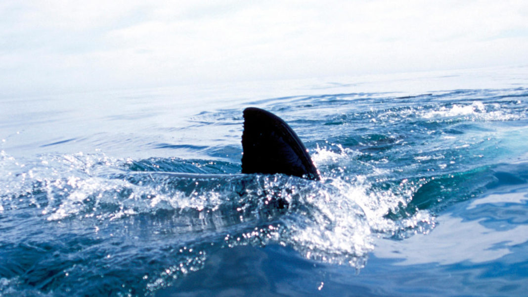 Multiple Sharks Spotted off Long Island Beach; 1 Captured NY Parks